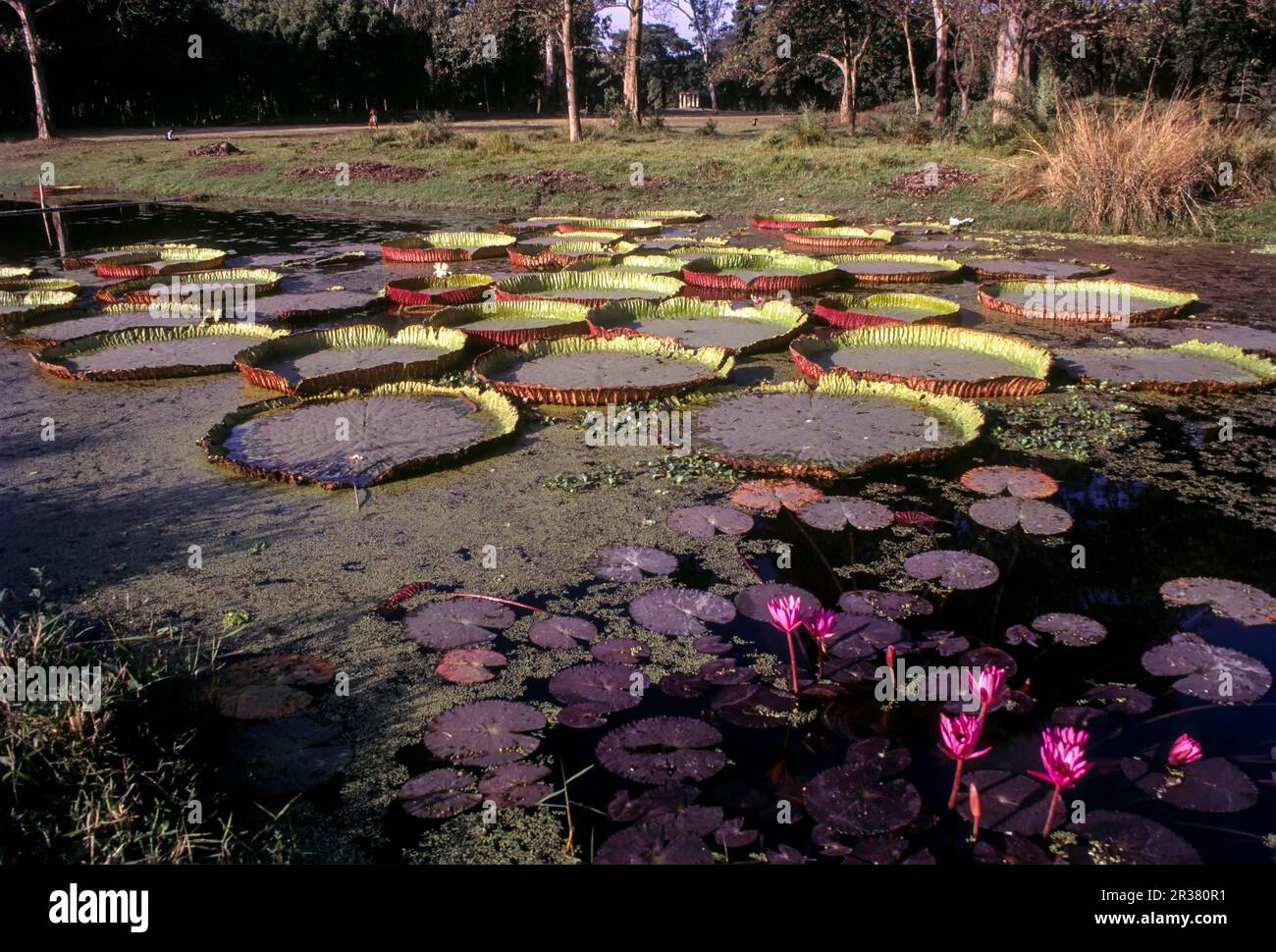 Botanical Garden Kolkata Main Gate