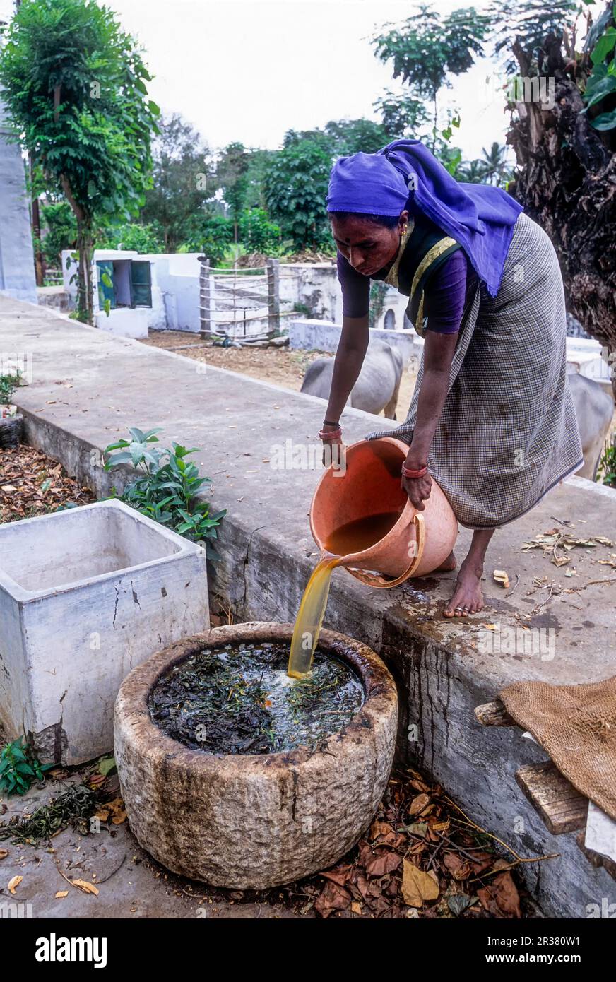 Pouring cattle urine to prepare Pest repellent solution organic farming, India Stock Photo Alamy