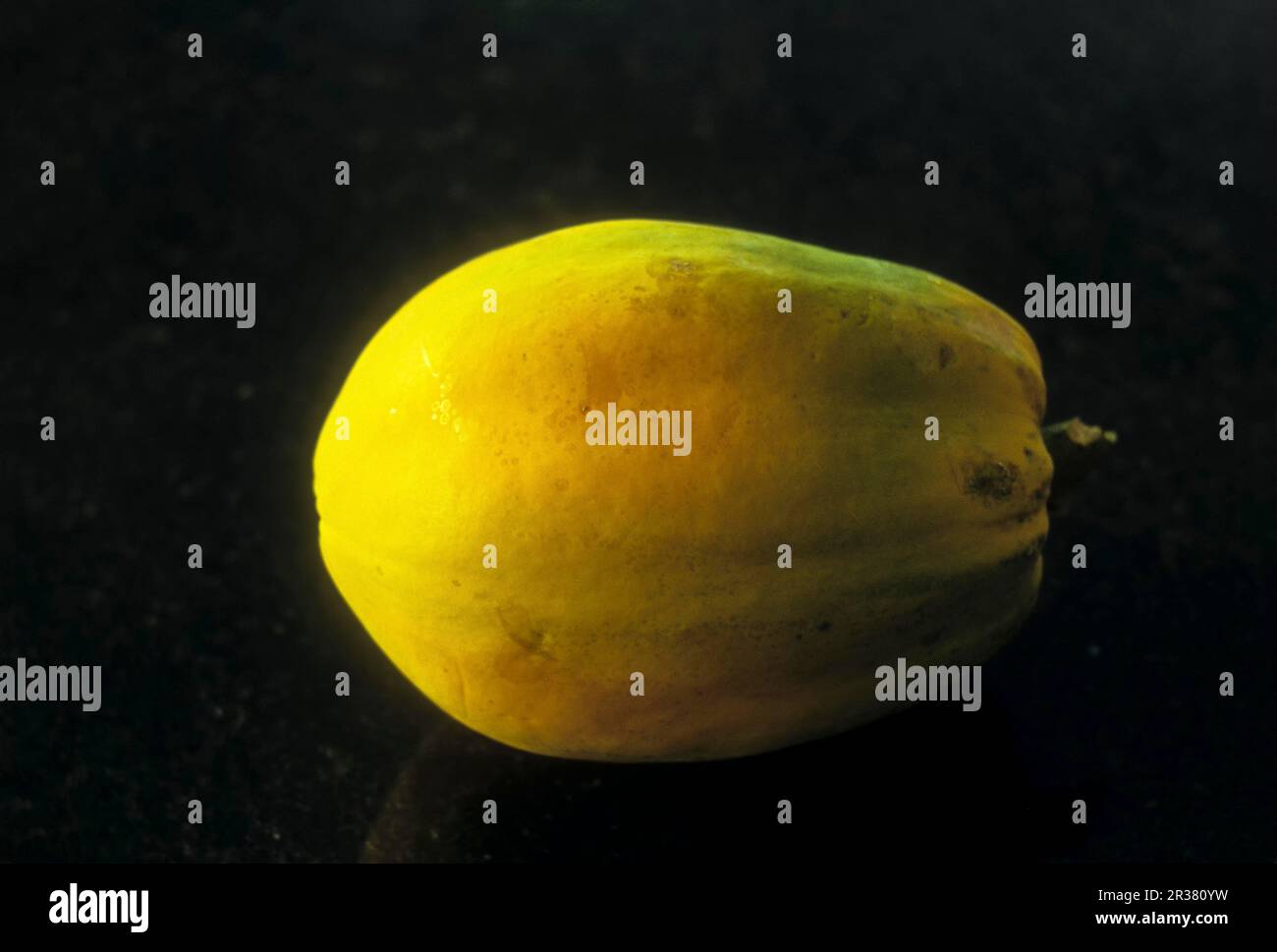 Papaya (Carica papaya) fruit studito shot at Coimbatore, Tamil Nadu