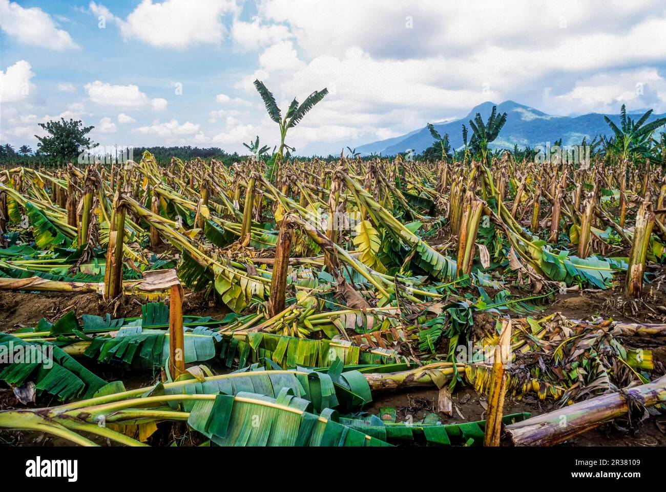 Banana plantation trees fields destroyed damaged by storm whirlwind at