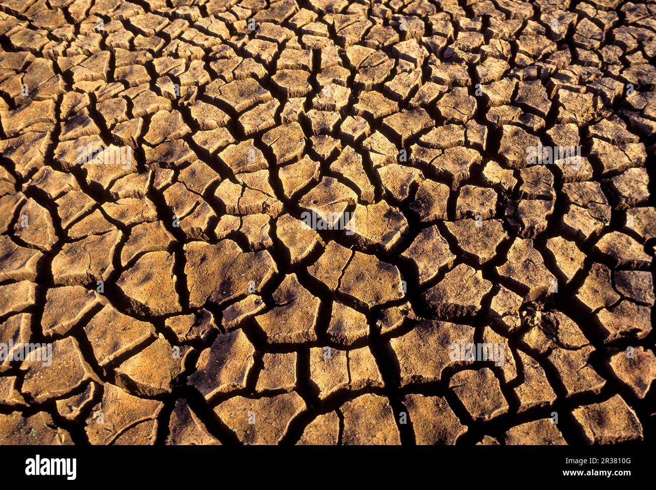 A crack ground in arid environment, South India, India, Asia Stock Photo