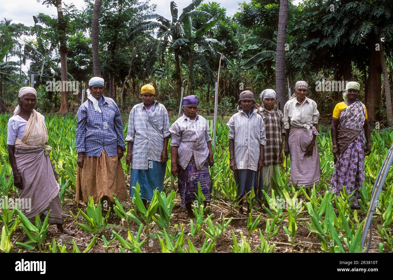 Farm workers standing organic turmeric (Curcuma) field near Siruvani hill, Tamil Nadu, South India, India, Asia Stock Photo