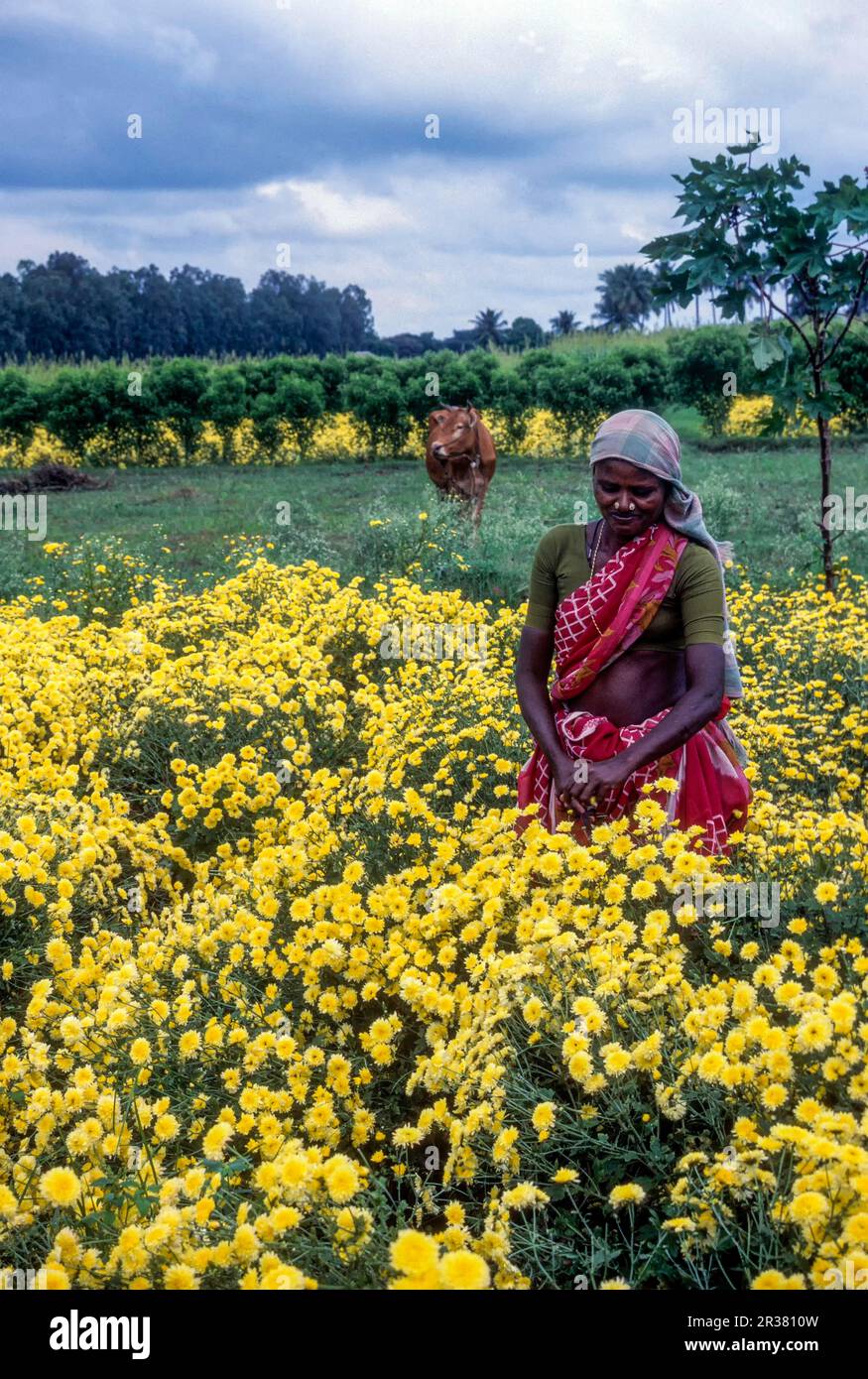 A woman harvesting Sevanthi Poornima Yellow Saamanthi Flower
