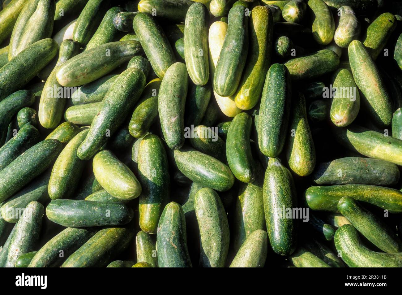 Indian Cucumber (Cucumis Sativus Linn) Tamil Nadu, South India, India