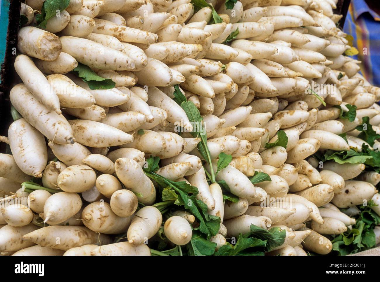 Radish vegetable (Raphanus Sativus Linn) Tamil Nadu, South India, India