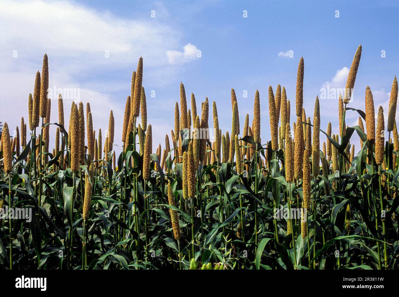 Pearl millet (Pennisetum glaucum) Tamil Nadu, South India, India, Asia