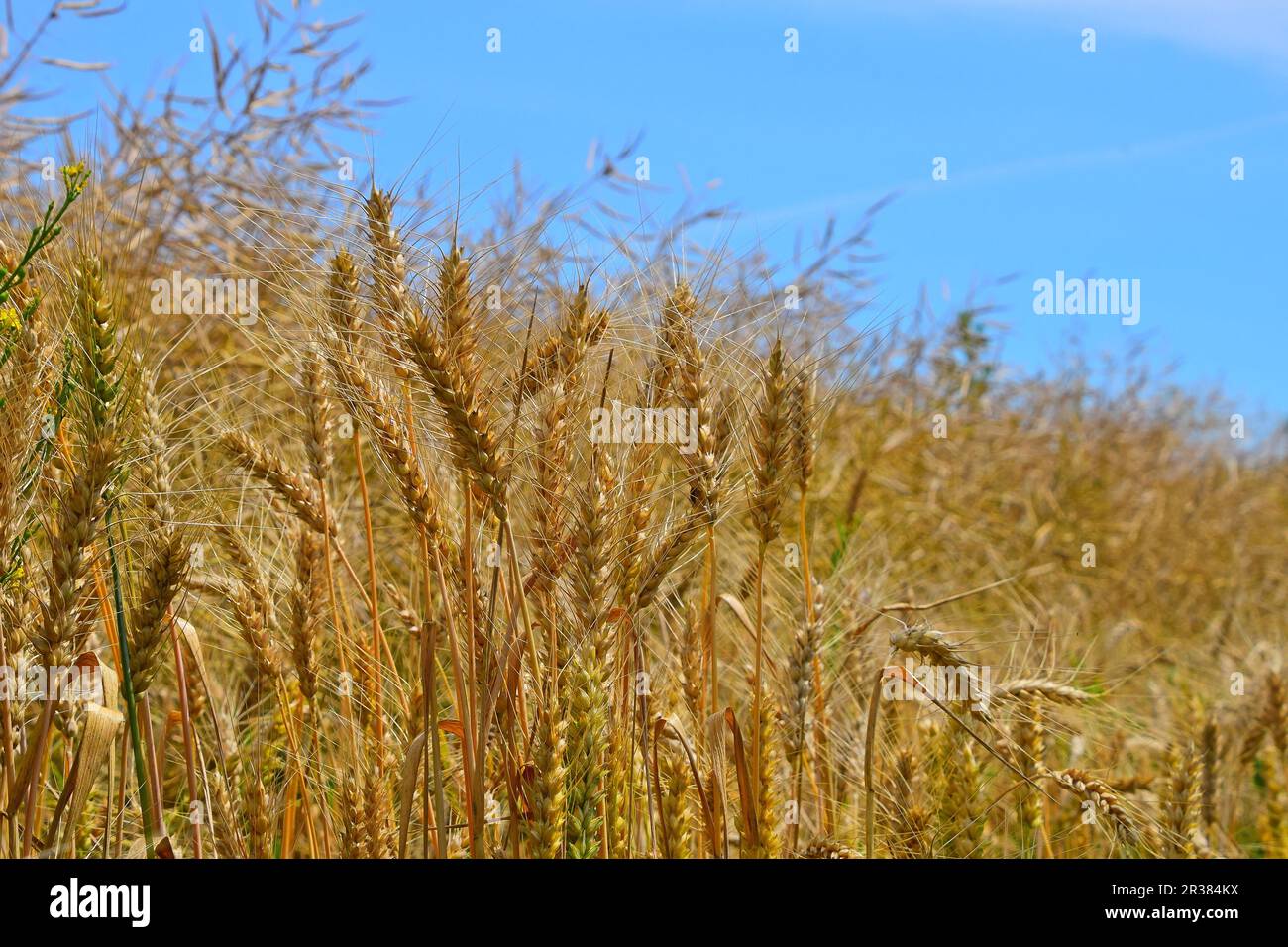 Field of ripe mature wheat ears under blue sky Stock Photo - Alamy