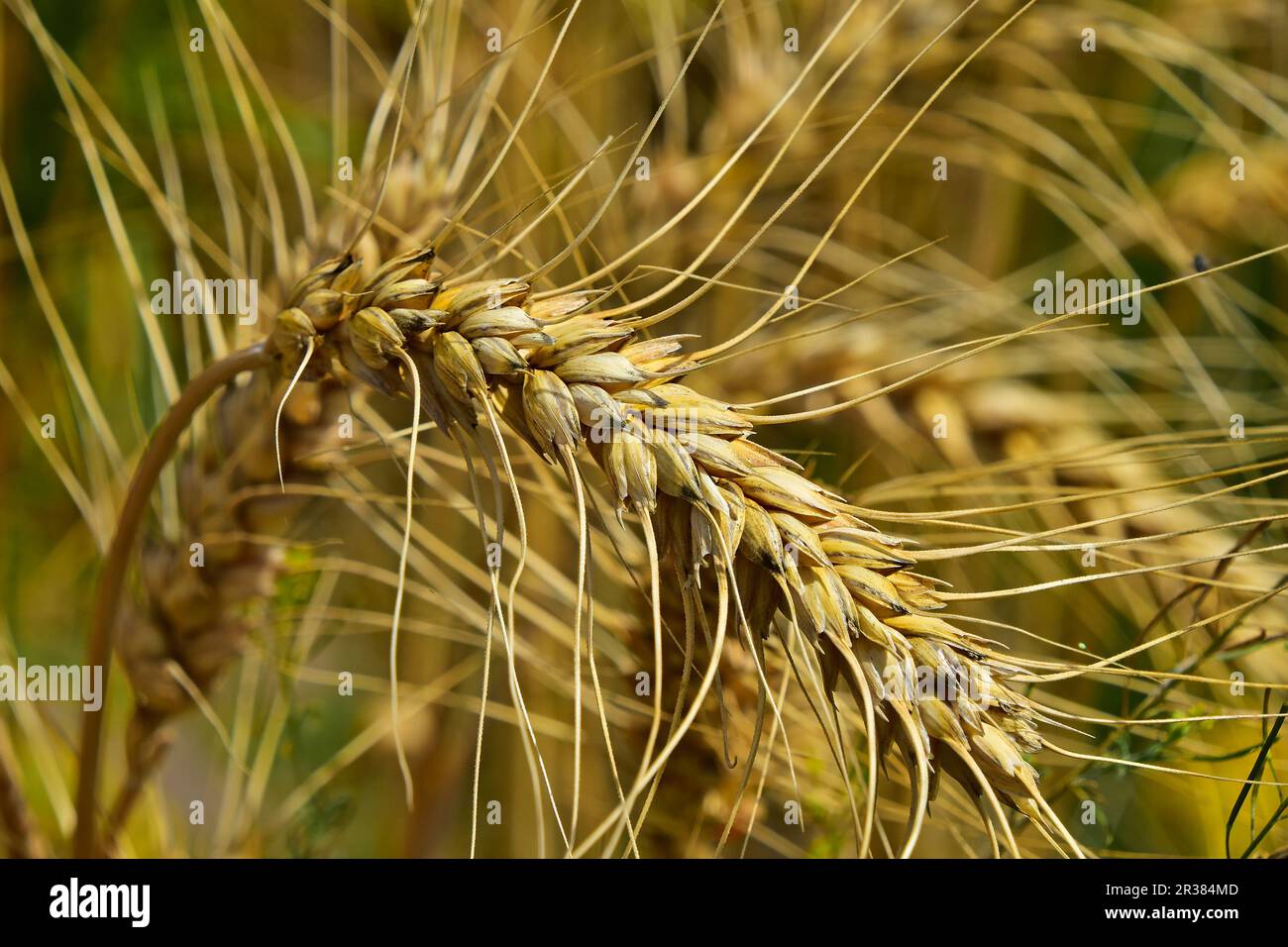 Wheat head ear hi-res stock photography and images - Alamy