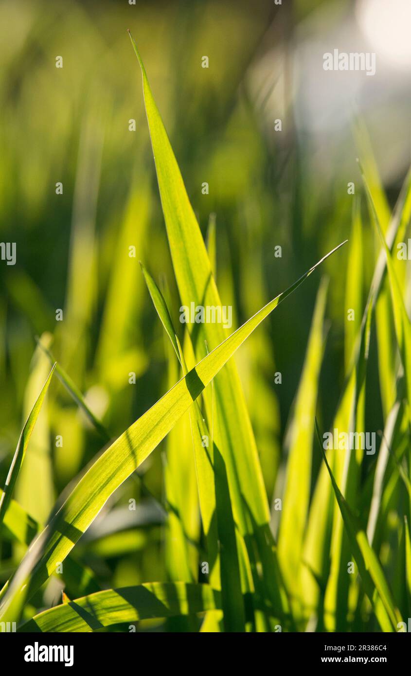 Backlit blades hi-res stock photography and images - Alamy