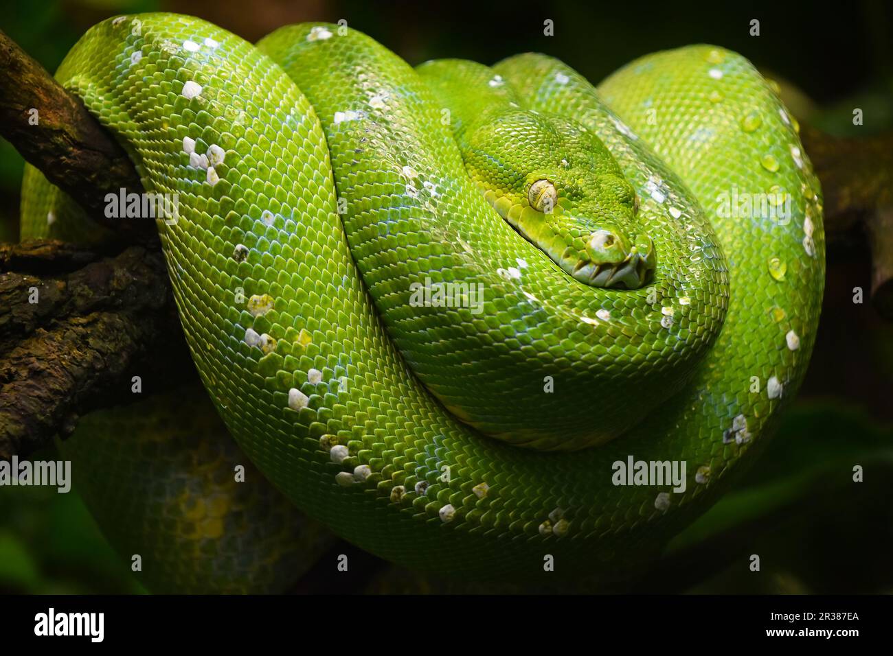 Green tree python profile portrait close up Stock Photo - Alamy