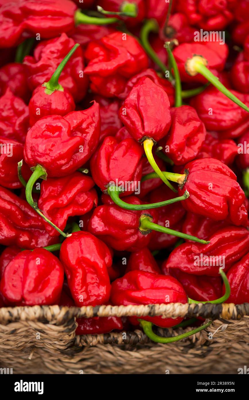 Red chili peppers at a market stall Stock Photo Alamy