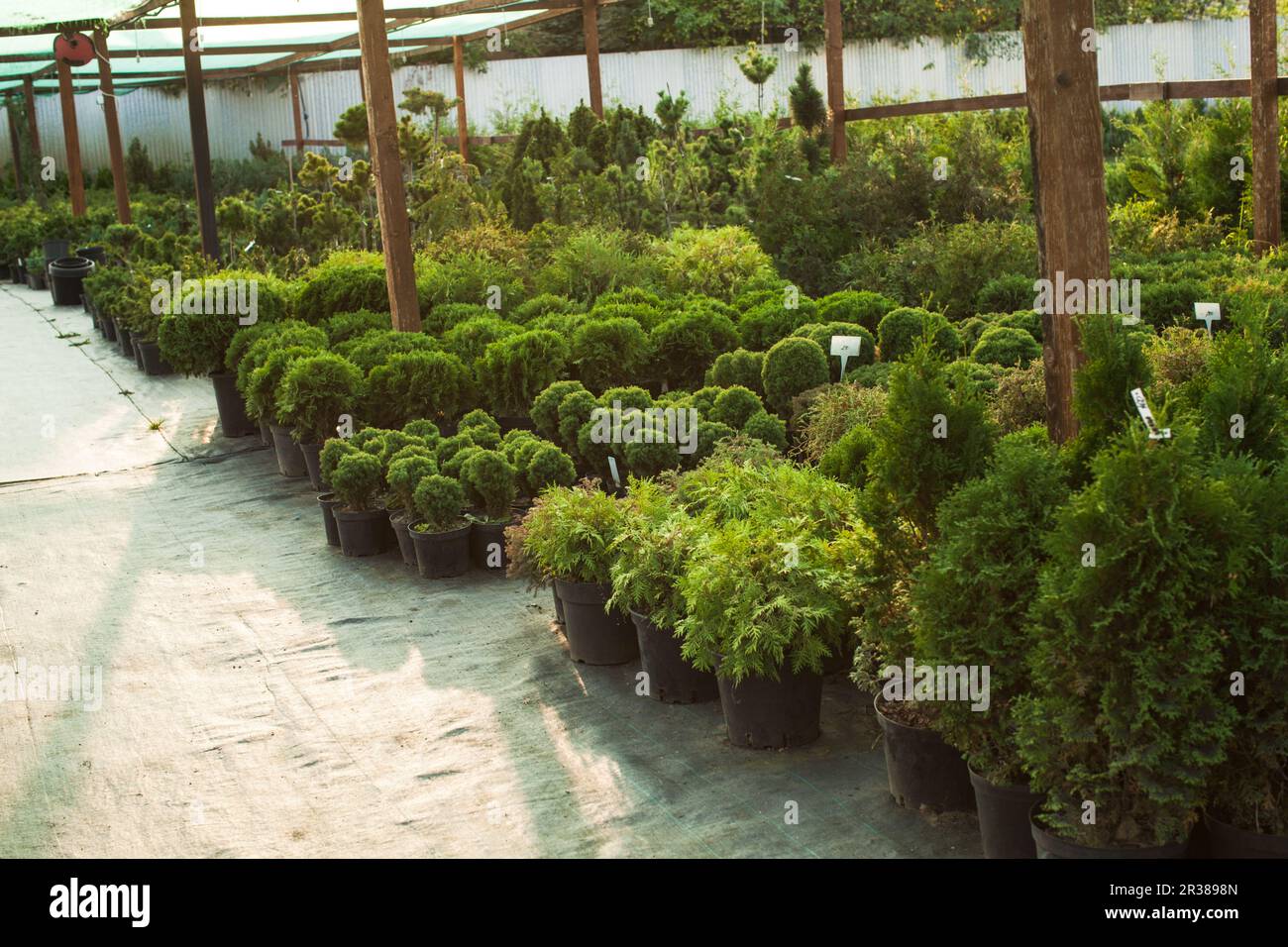 Various Evergreen Plants And Bushes For Landscaping An The Outdoor 