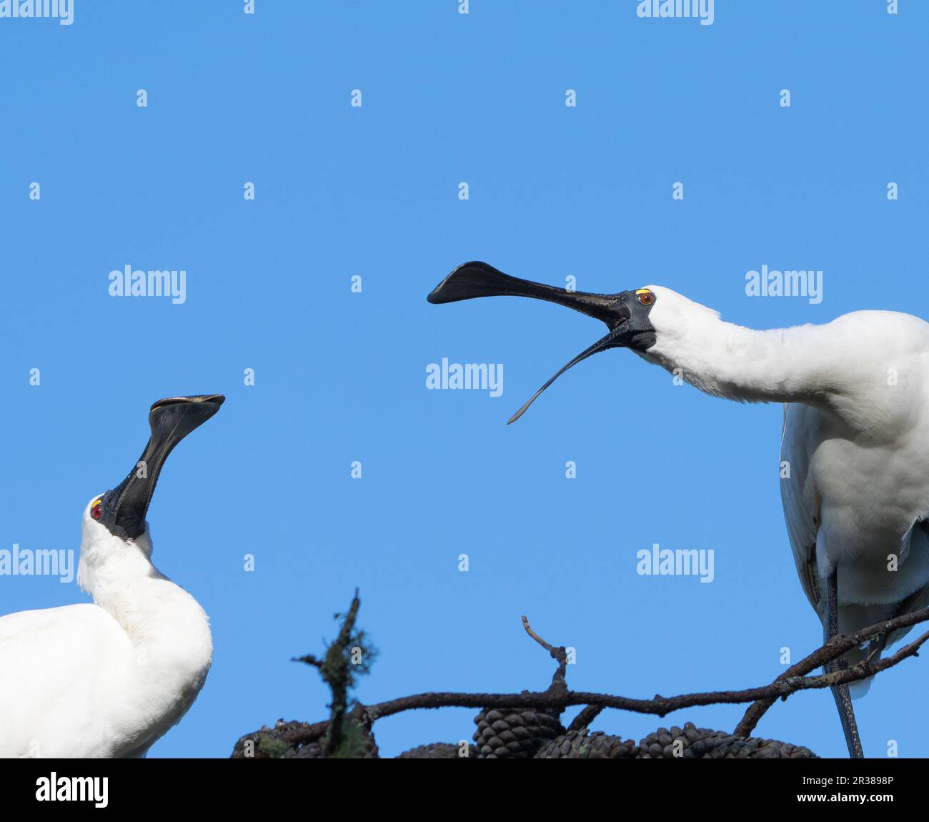 Yelling bill hi-res stock photography and images - Alamy