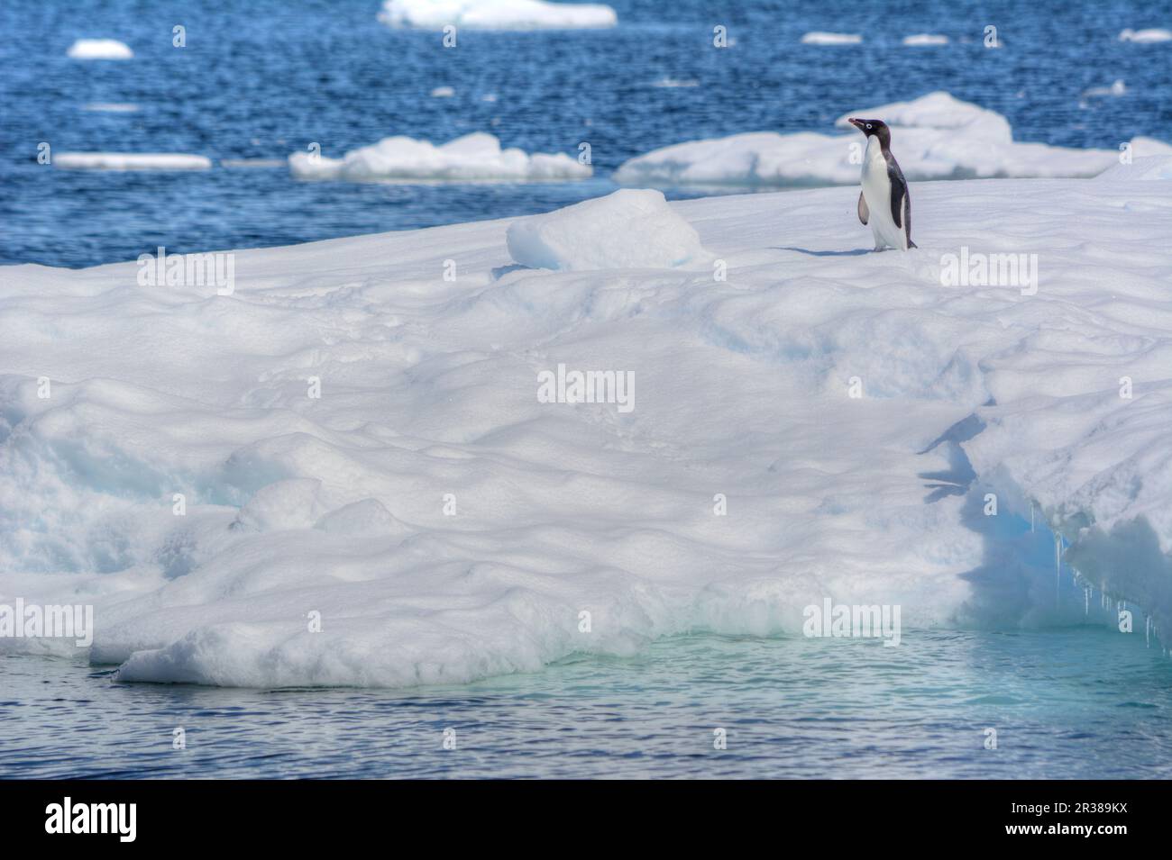 Adélie penguins on the iceberg in Antarctica Stock Photo - Alamy