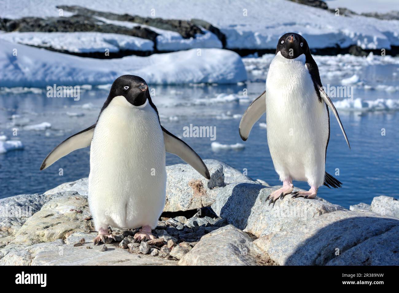Adélie penguins in their natural habitat in Antarctica Stock Photo - Alamy
