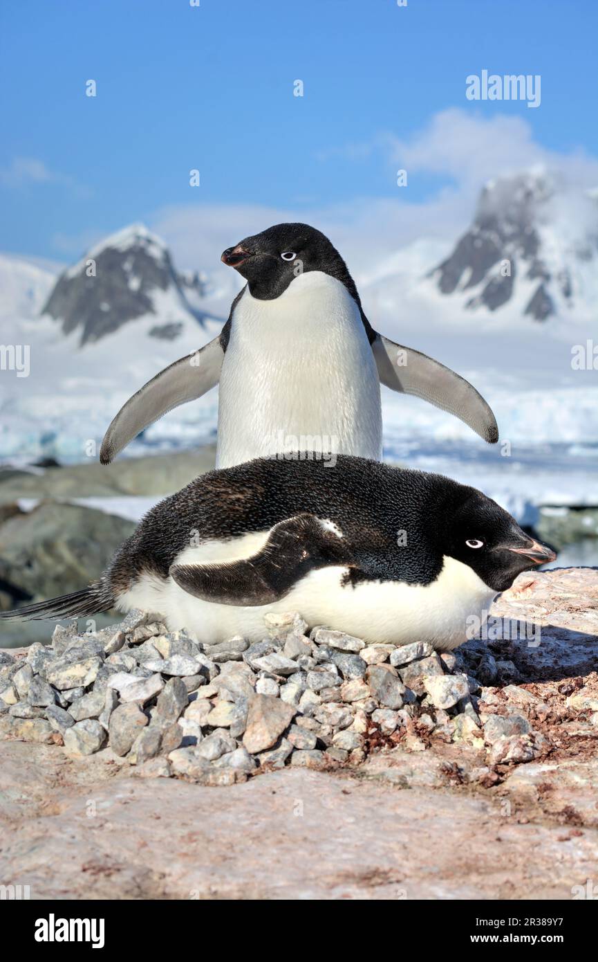 Adélie penguin breeding colony in Antarctica Stock Photo - Alamy