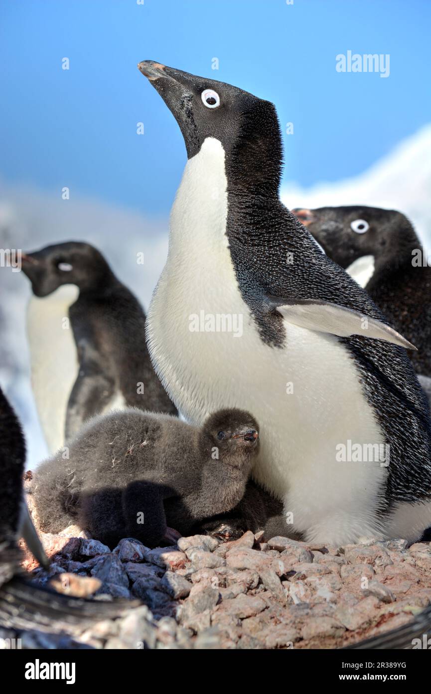 Adélie penguin breeding colony in Antarctica Stock Photo - Alamy