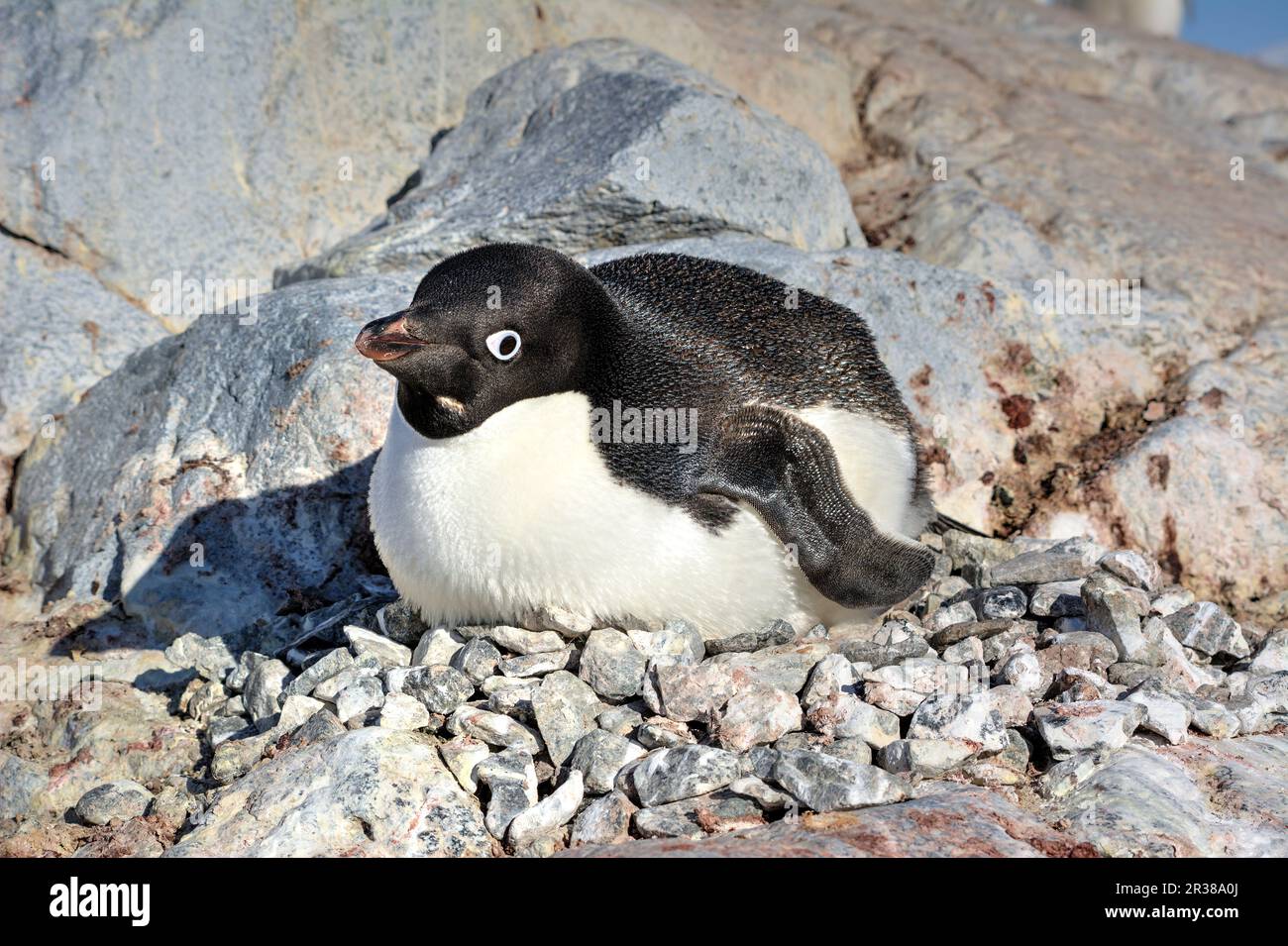 Adélie penguin breeding colony in Antarctica Stock Photo - Alamy
