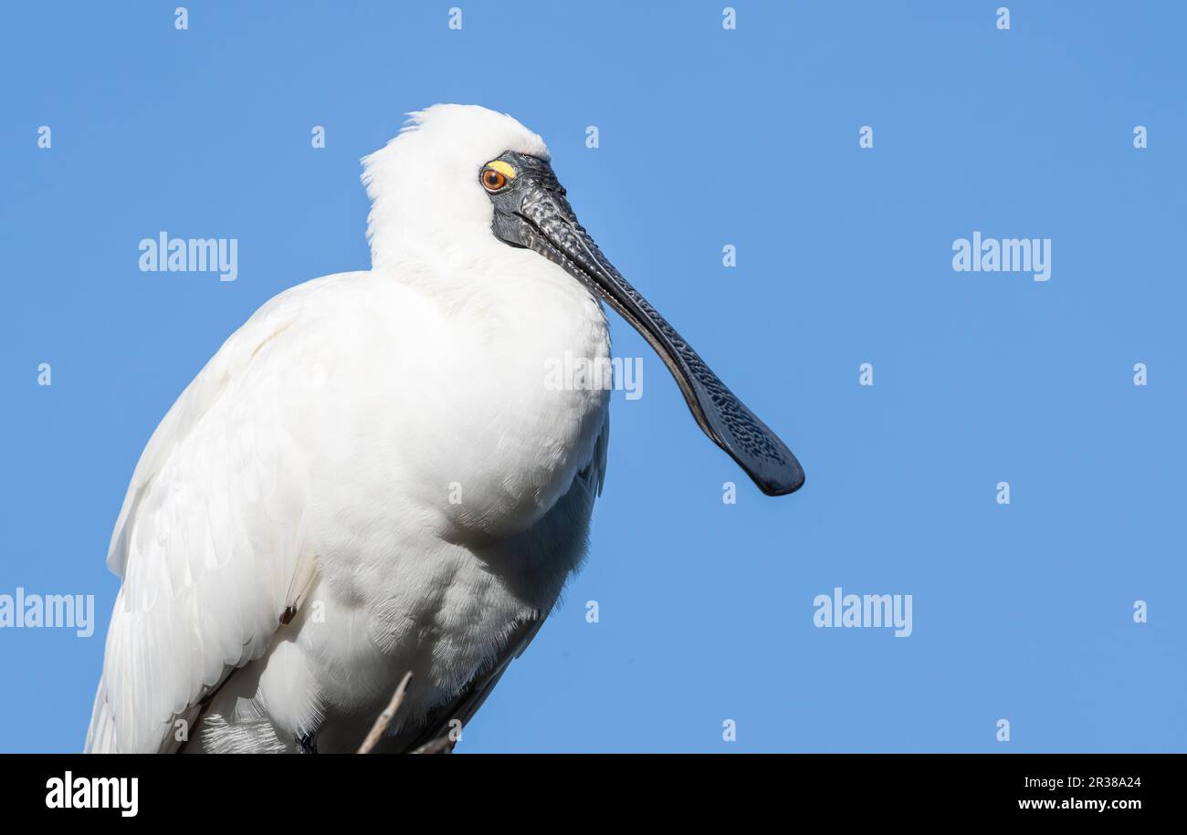 Royal spoonbill portrait hi-res stock photography and images - Alamy