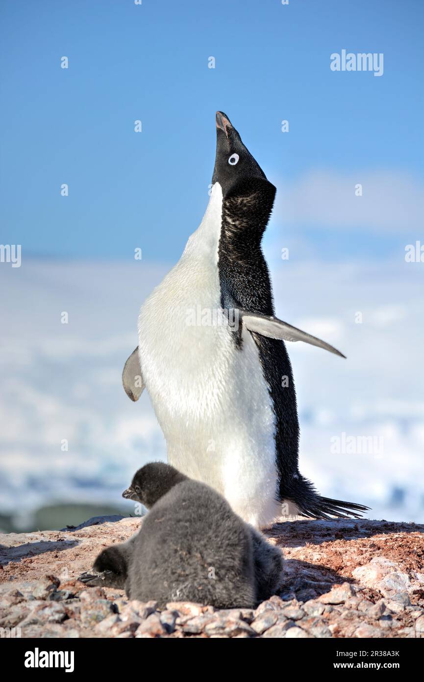 Adélie penguin breeding colony in Antarctica Stock Photo