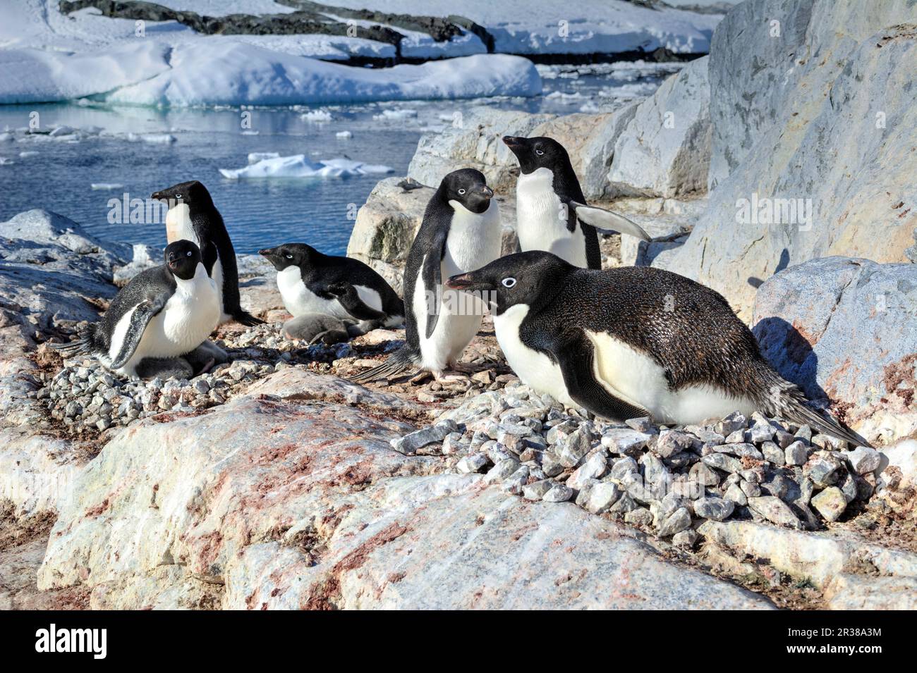 Adélie penguin breeding colony in Antarctica Stock Photo - Alamy