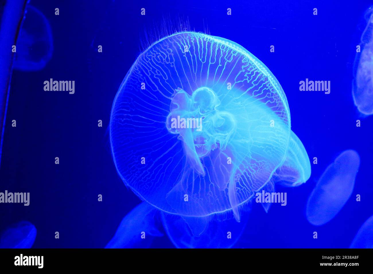 Jellyfish in aquarium Stock Photo Alamy