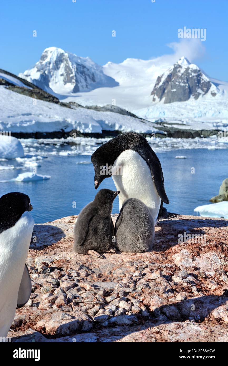 Adélie penguin breeding colony in Antarctica Stock Photo - Alamy