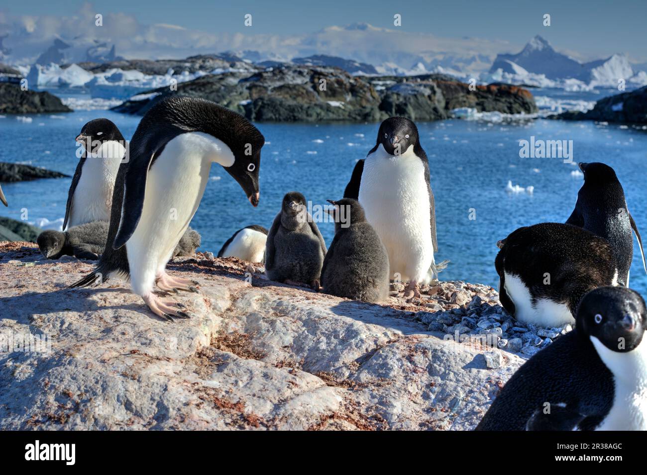 Adélie penguin breeding colony in Antarctica Stock Photo