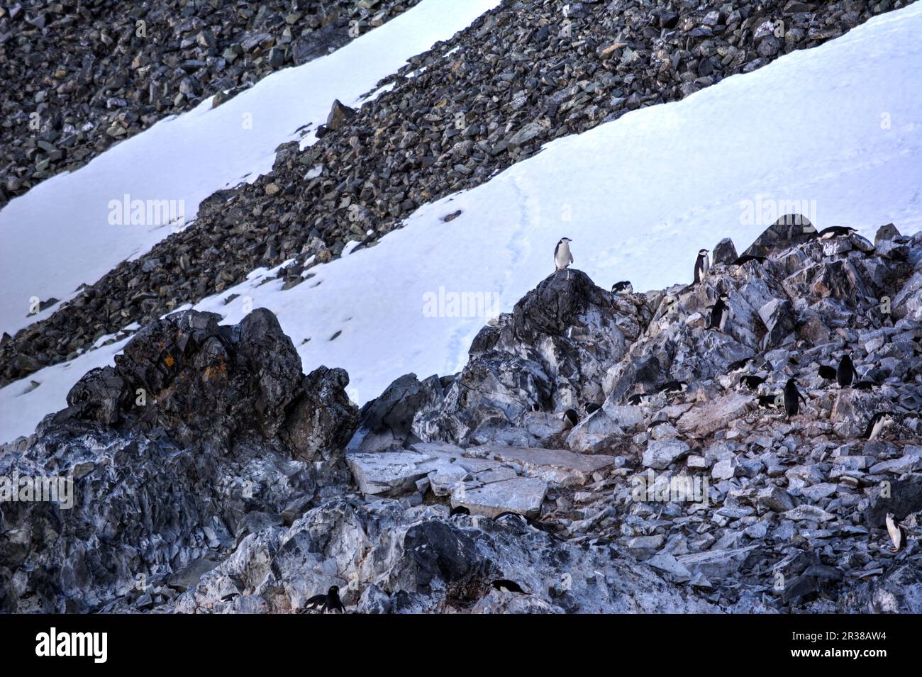 Chinstrap penguins in their natural habitat in Antarctica Stock Photo