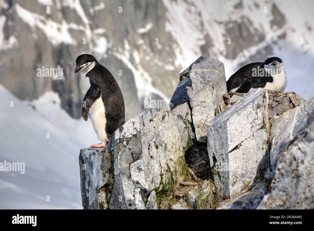 Chinstrap penguins hatch eggs on nests and raise chicks in Antarctica