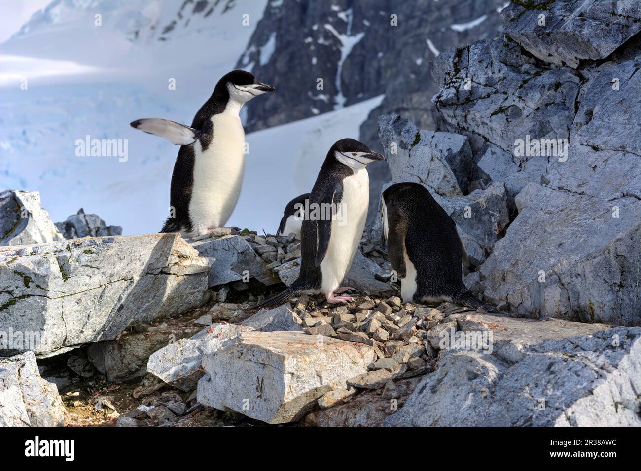 Chinstrap penguins hatch eggs on nests and raise chicks in Antarctica