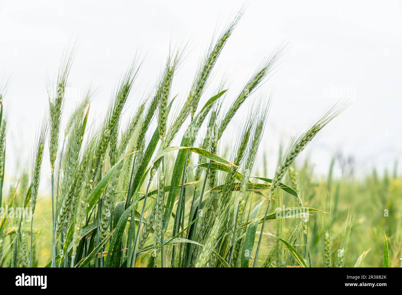 Growing wheat plants seen on a field de-mined by unit of National Guards of Ukraine seen near Kherson in Ukraine on May 22, 2023 Stock Photo