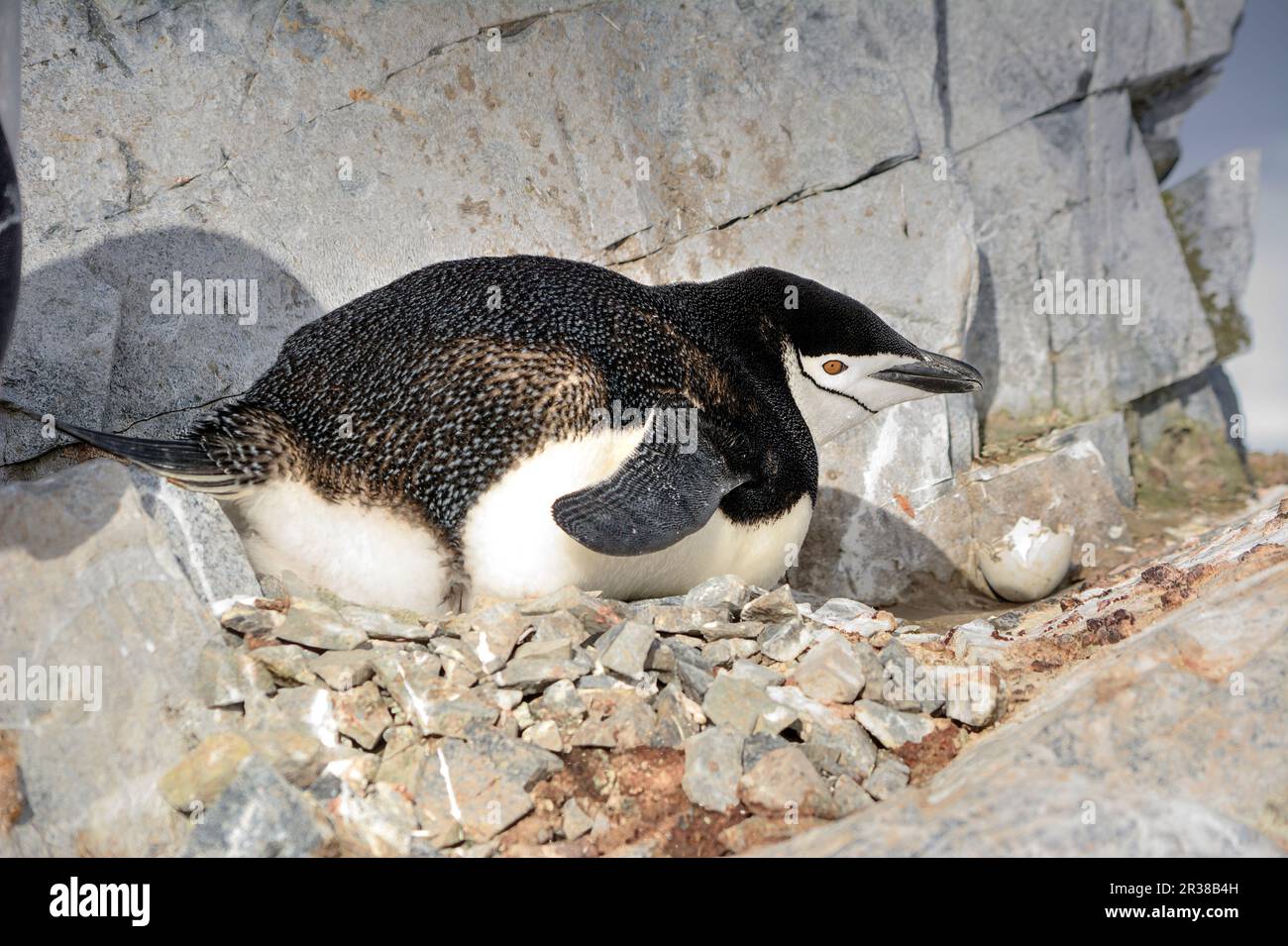 Chinstrap penguins hatch eggs on nests and raise chicks in Antarctica