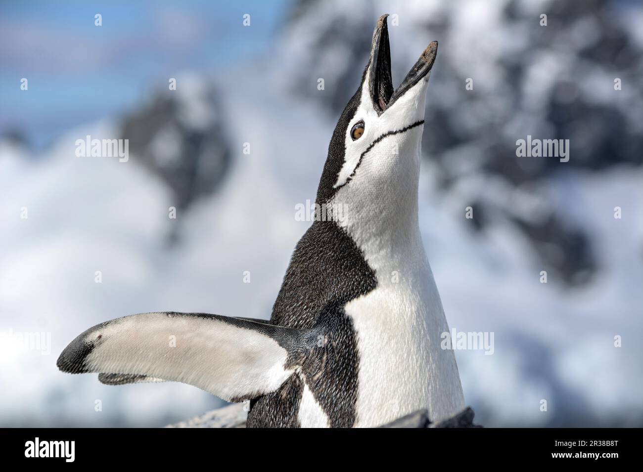 Chinstrap penguins in their natural habitat in Antarctica Stock Photo