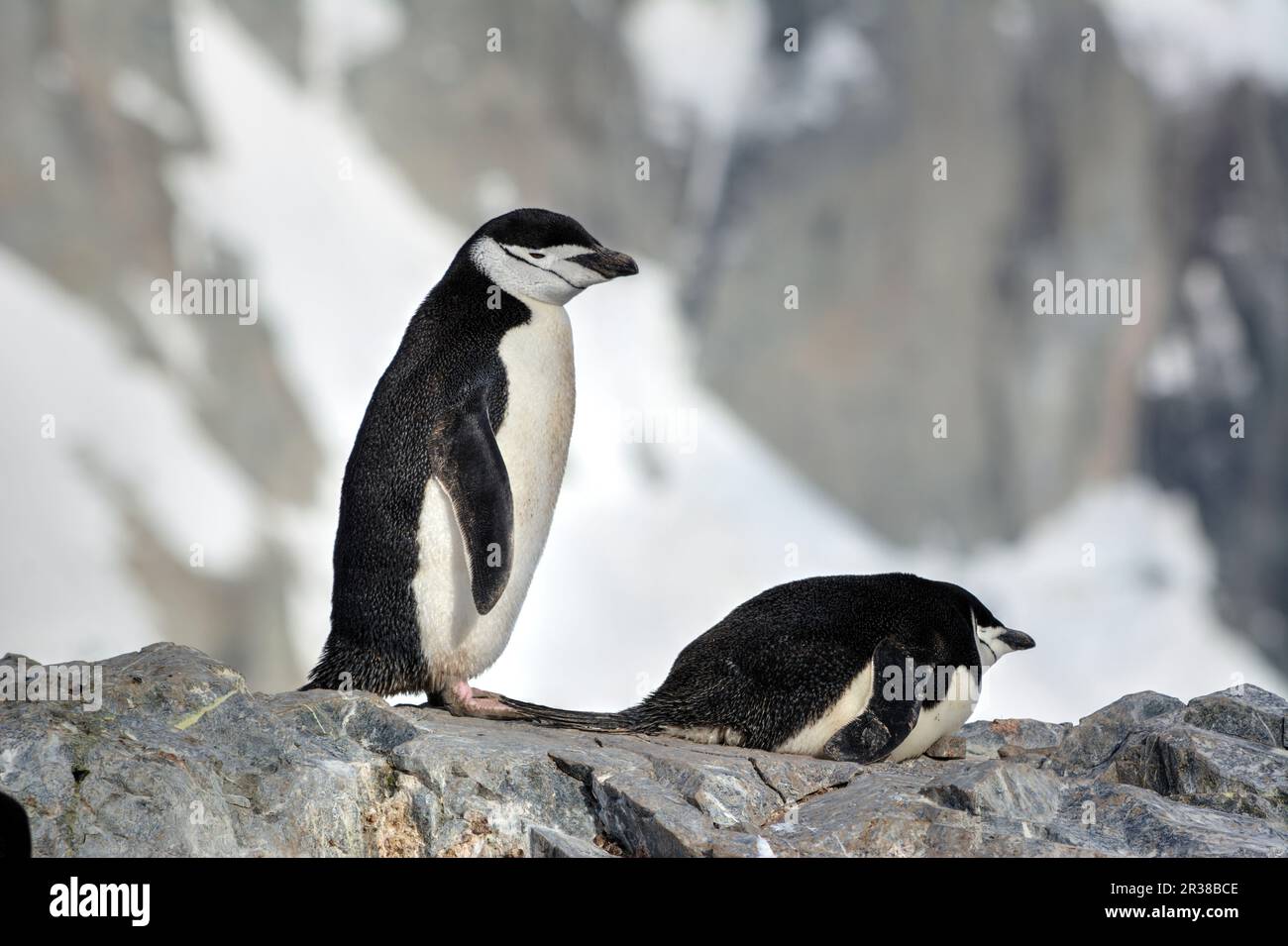 Chinstrap penguins hatch eggs on nests and raise chicks in Antarctica