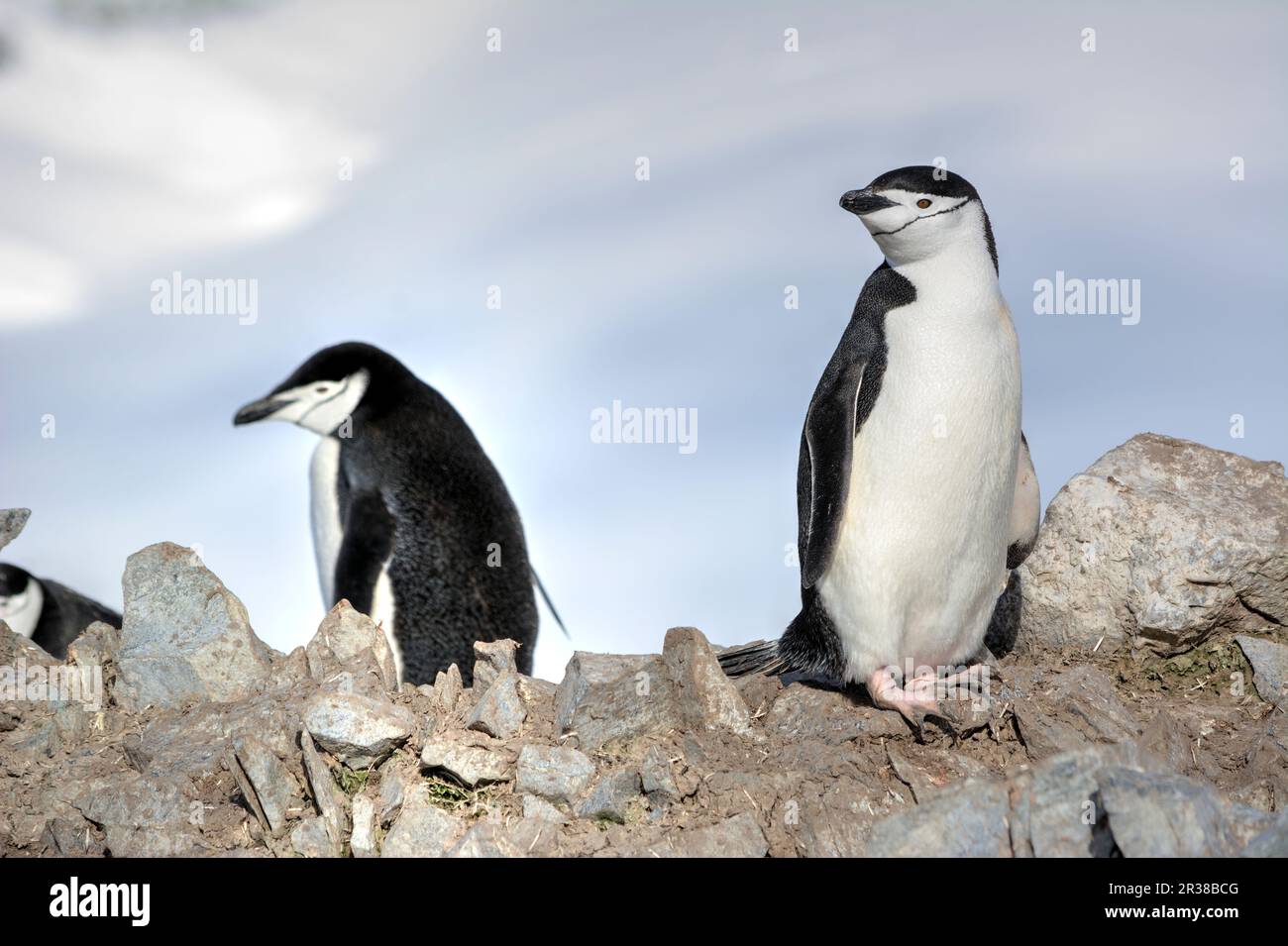 Chinstrap penguins in their natural habitat in Antarctica Stock Photo