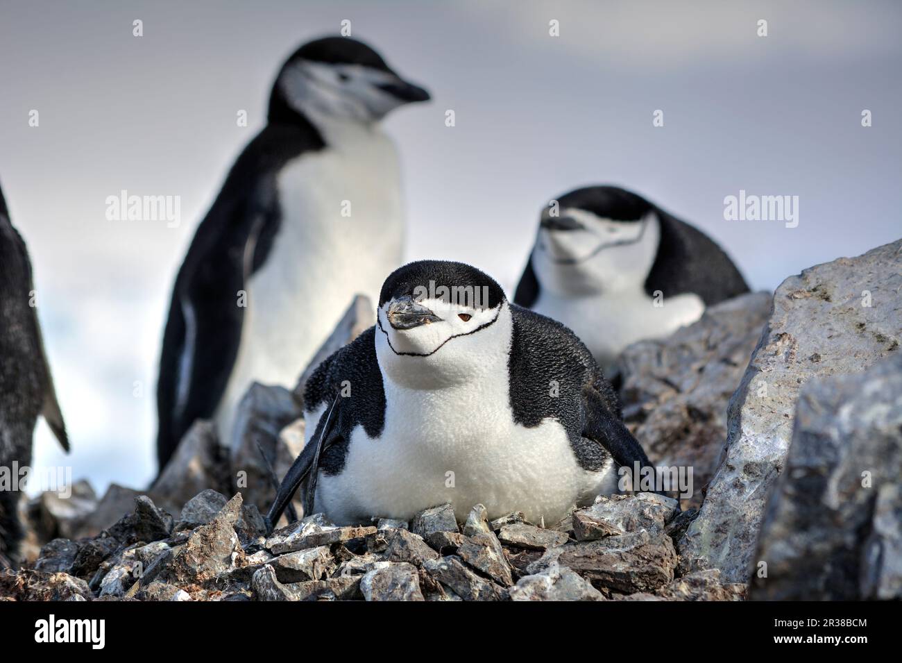 Chinstrap penguins hatch eggs on nests and raise chicks in Antarctica
