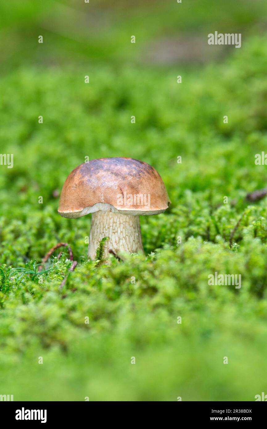 A nibbled bitterling (bitter bolete) in the forest Stock Photo