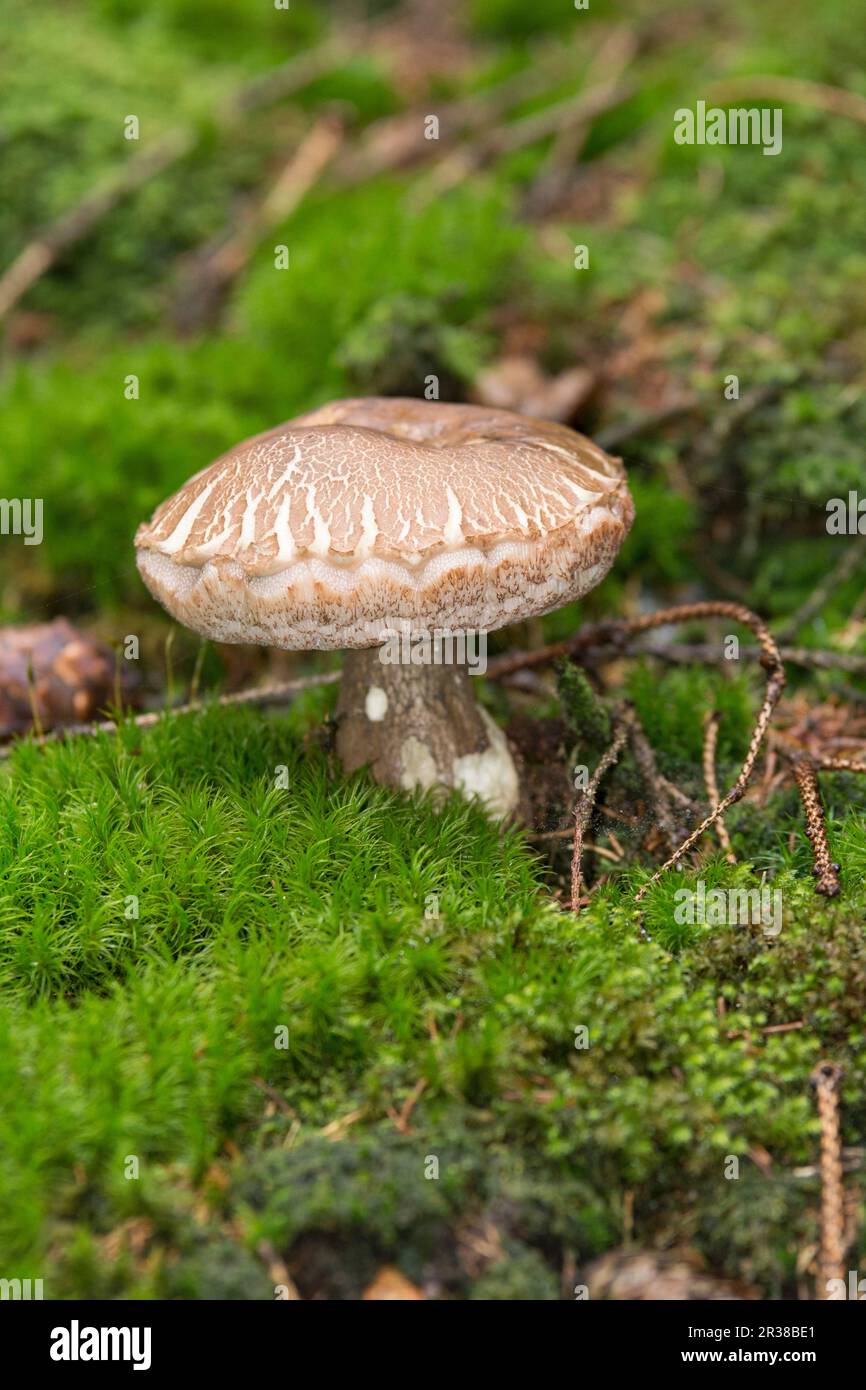 A bitterling (bitter bolete) in the forest Stock Photo