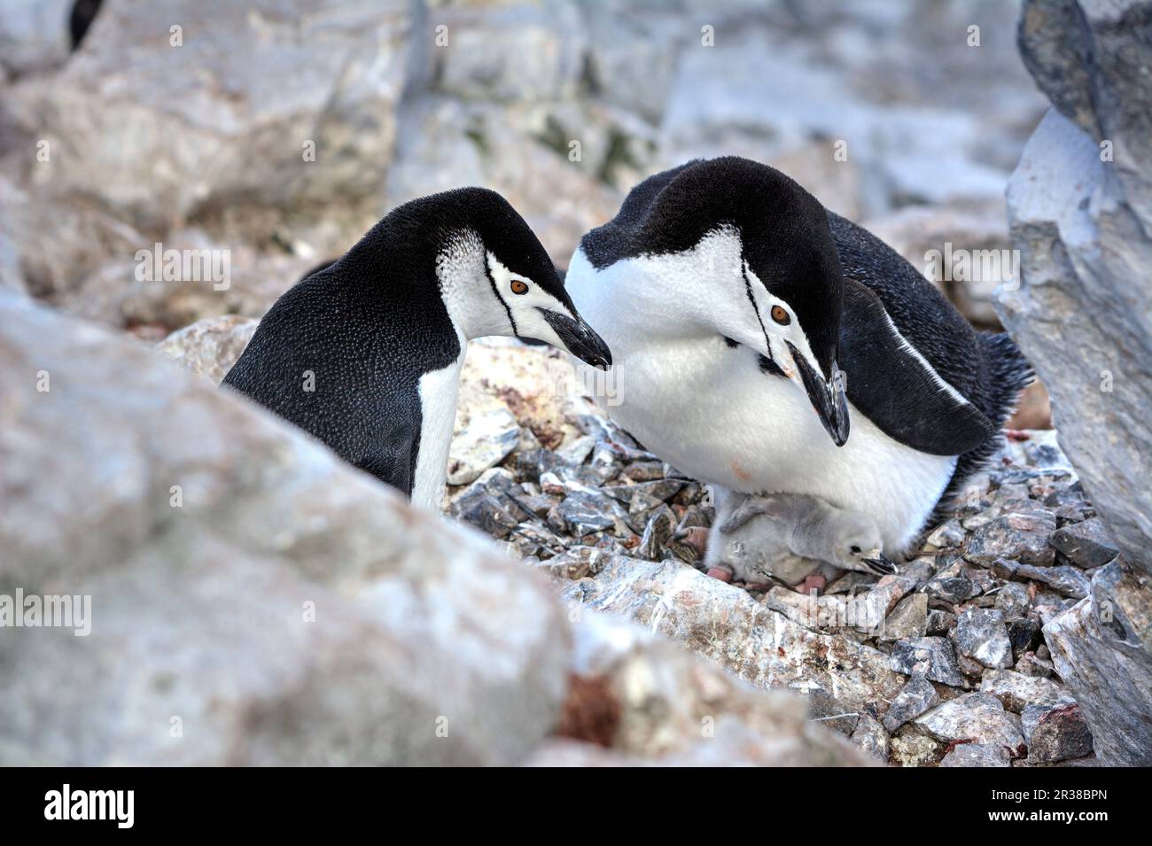 Chinstrap penguins hatch eggs on nests and raise chicks in Antarctica