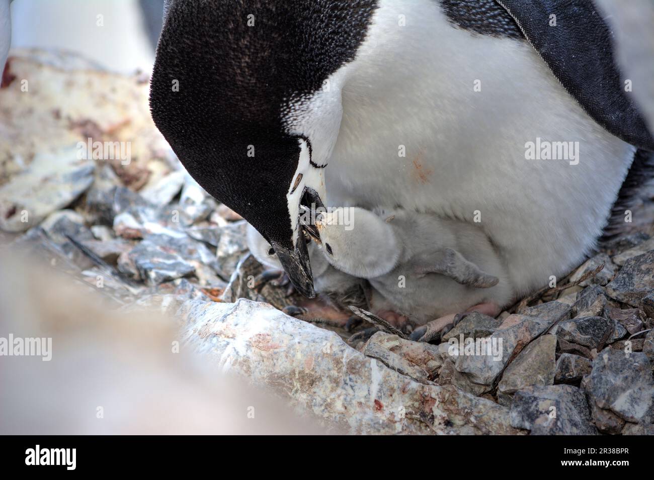 Chinstrap penguins hatch eggs on nests and raise chicks in Antarctica