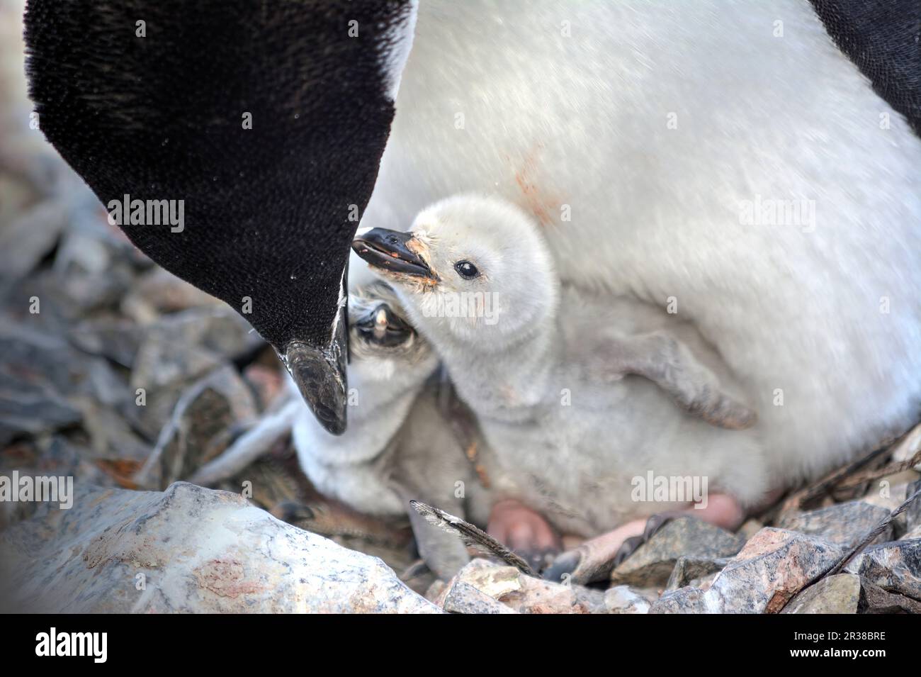 Chinstrap penguins hatch eggs on nests and raise chicks in Antarctica