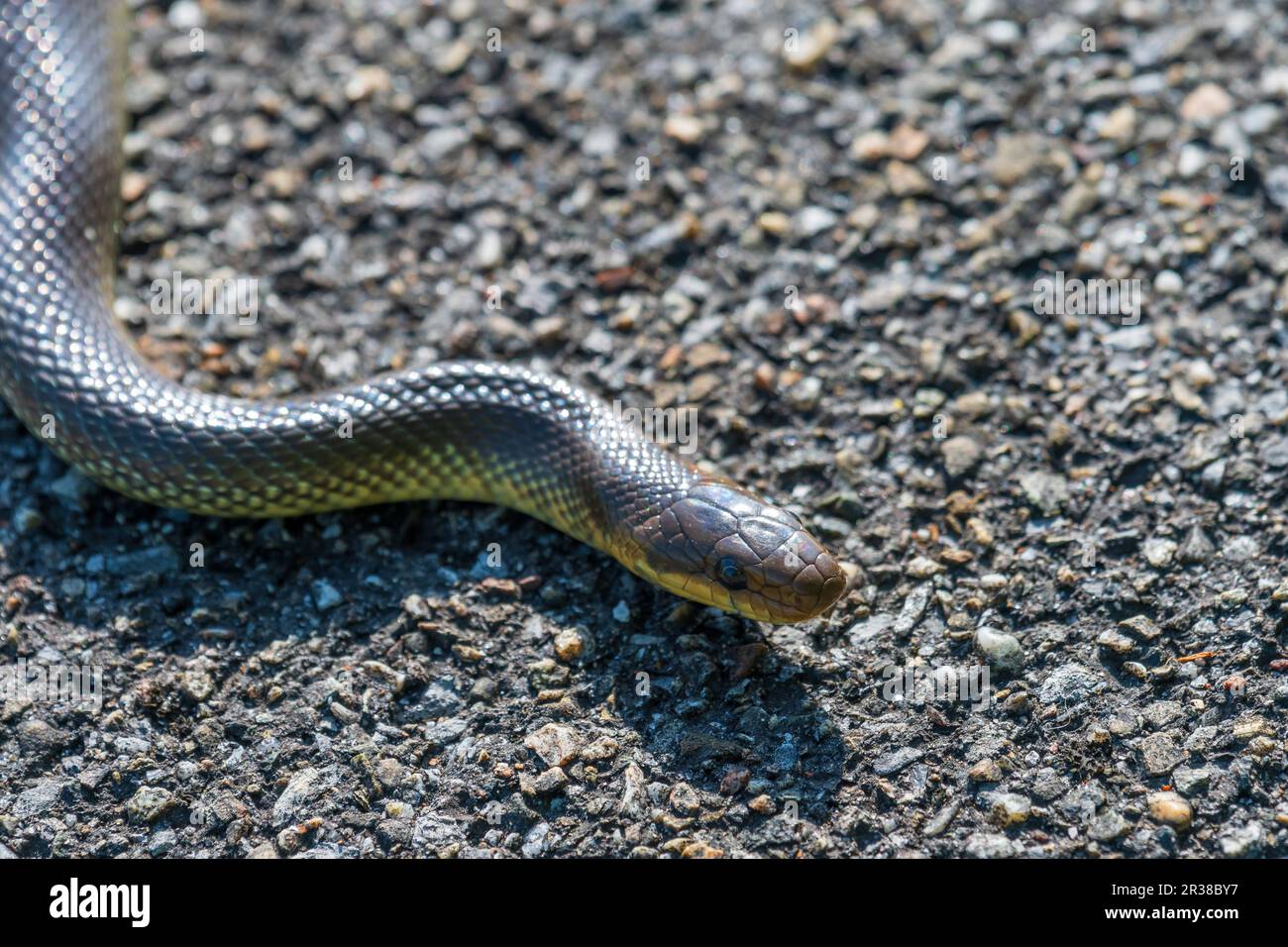 Aesculapian snake, Zamenis longissimus, Elaphe longissima Stock Photo