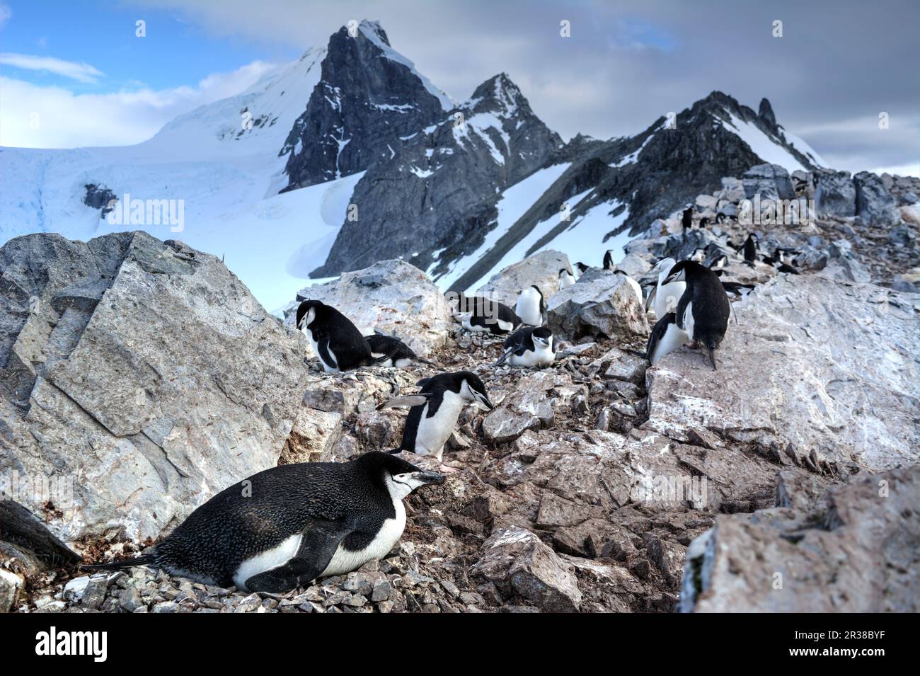 Gentoo penguin colonies during breeding season in Antarctica Stock