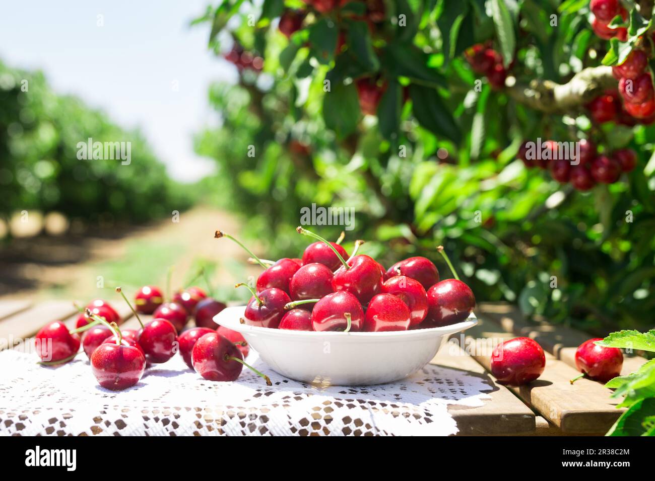 cherry berries in a plate on the table Stock Photo