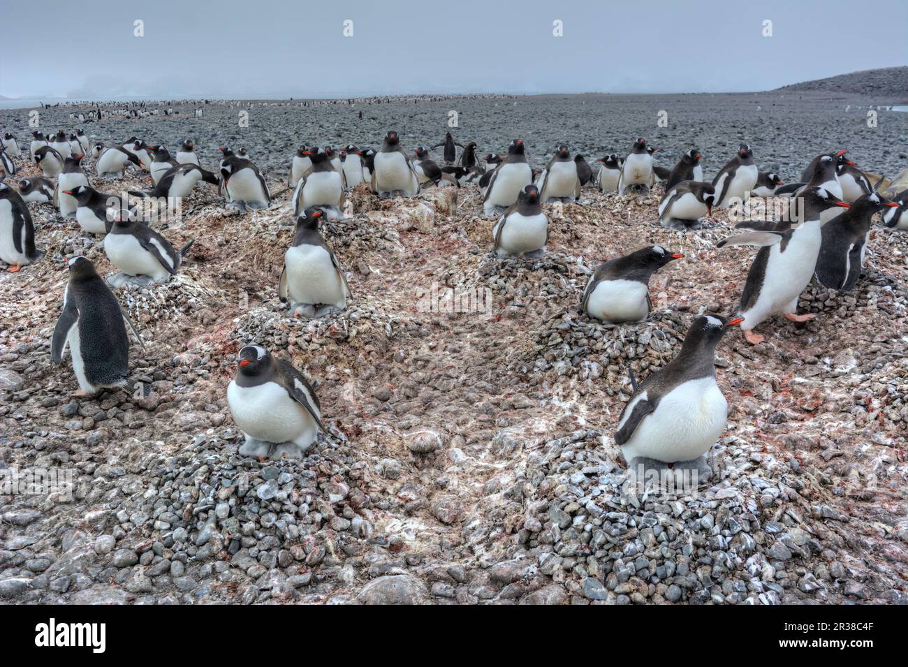 Gentoo penguin colonies during breeding season in Antarctica Stock