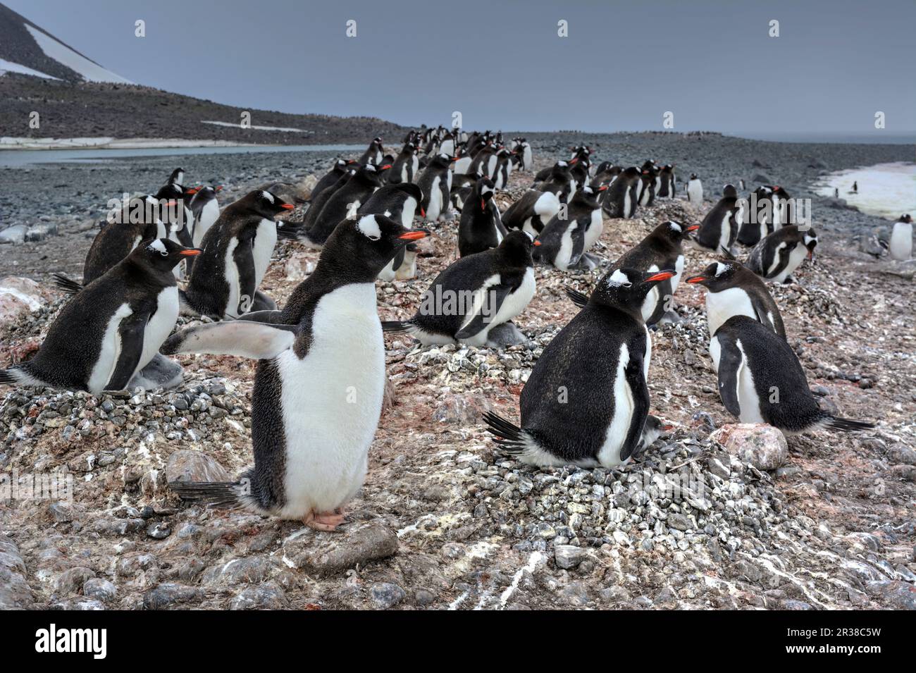 Gentoo penguin breeding cycle hi-res stock photography and images - Alamy