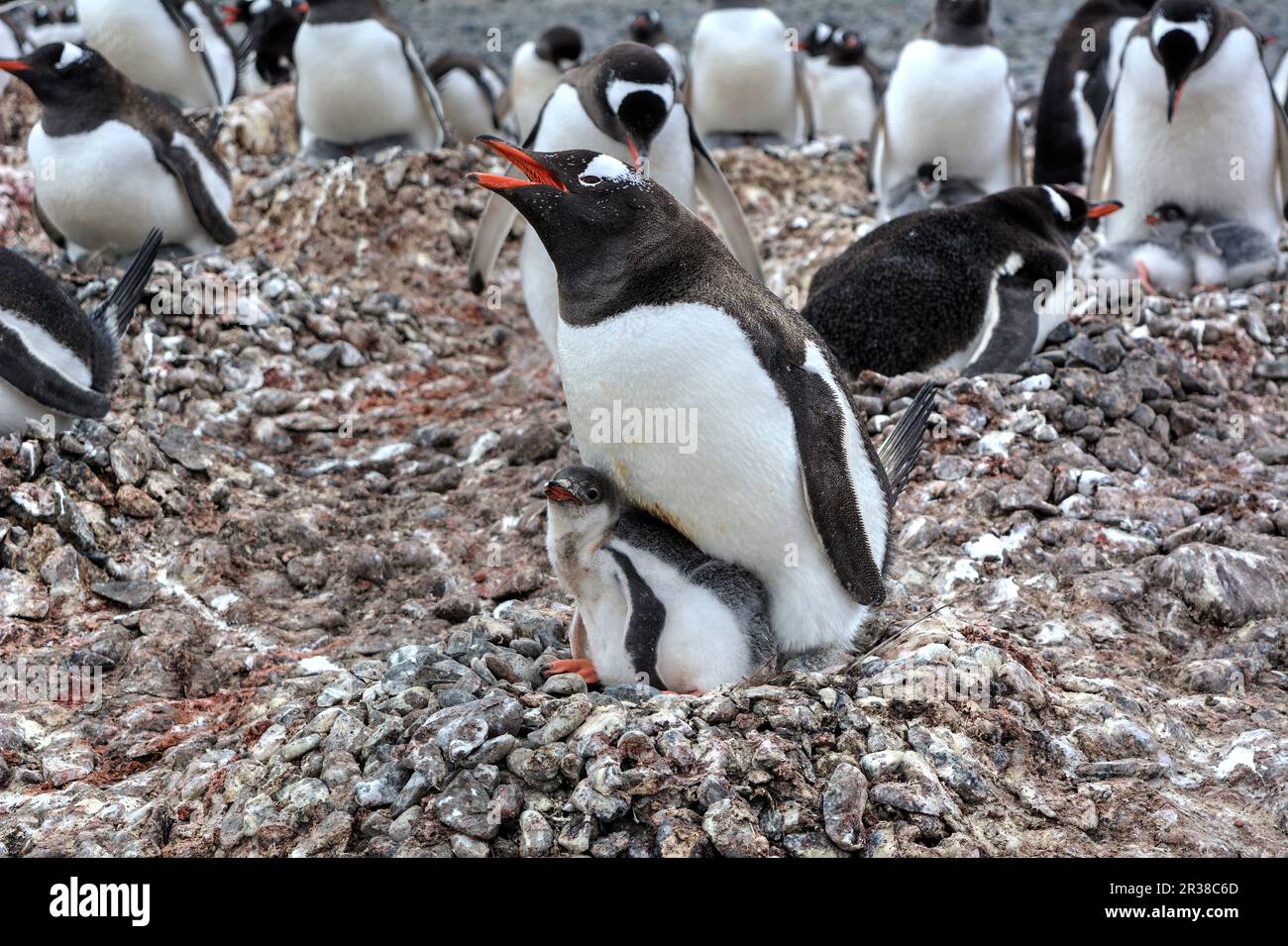 Gentoo penguin colonies during breeding season in Antarctica Stock