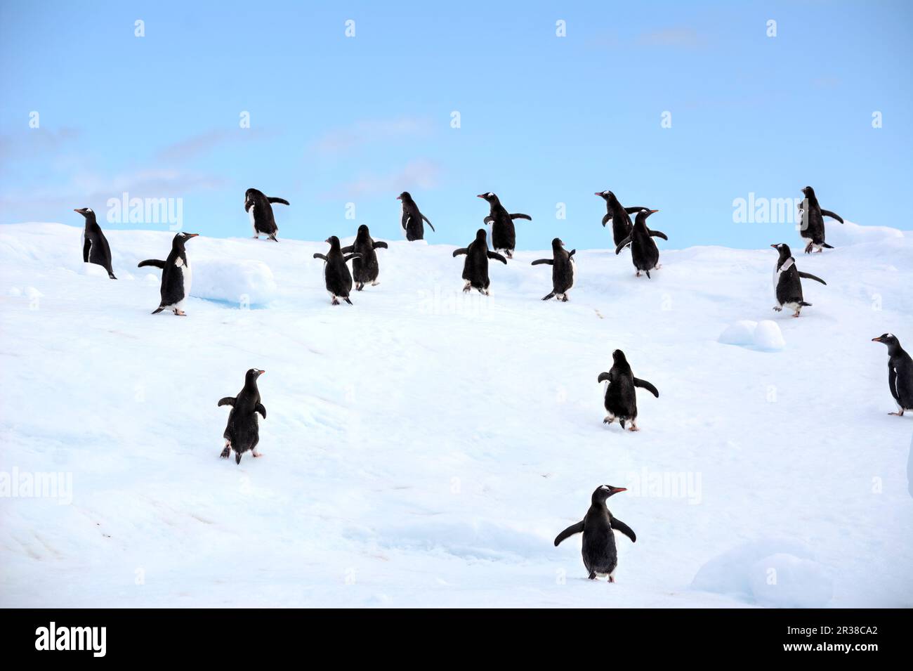 A flock of penguins run on an iceberg in Antarctica. Stock Photo