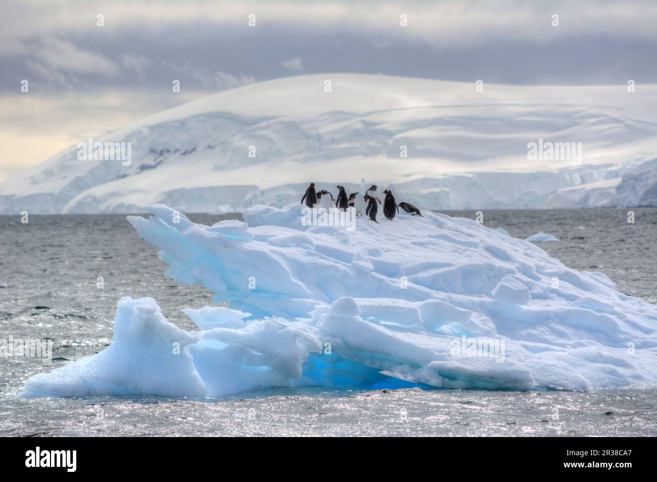 Gentoo Penguins On An Iceberg In Their Natural Habitat In Antarctica 
